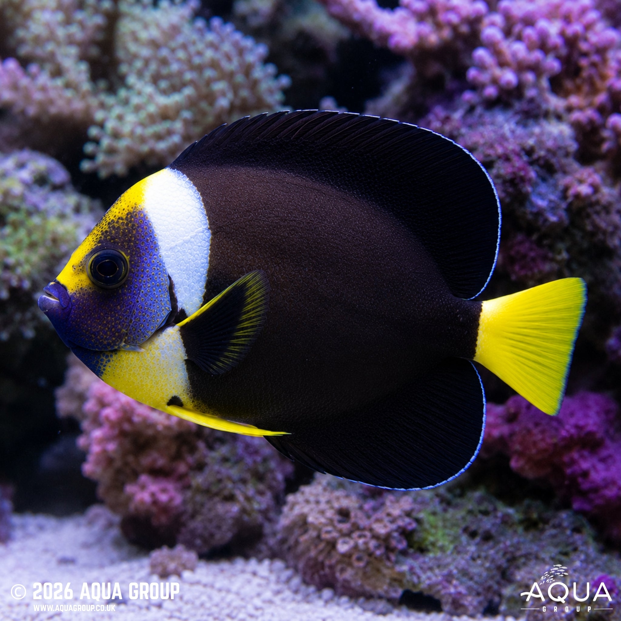 False Personifer Angelfish - Chaetodontoplus meredithi
