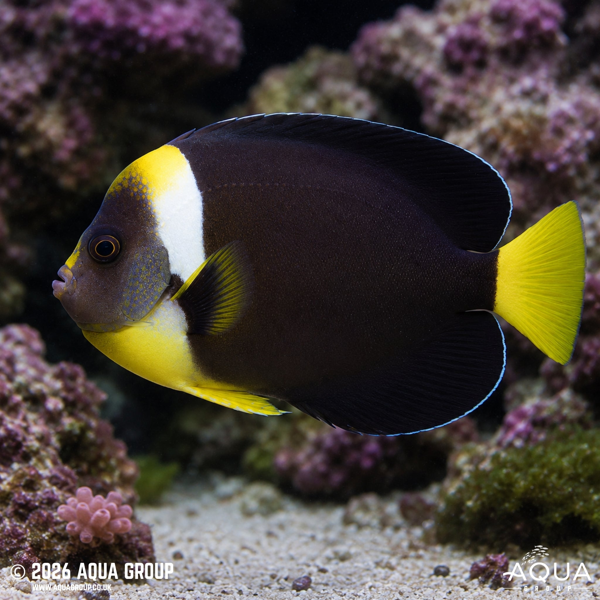 False Personifer Angelfish - Chaetodontoplus meredithi