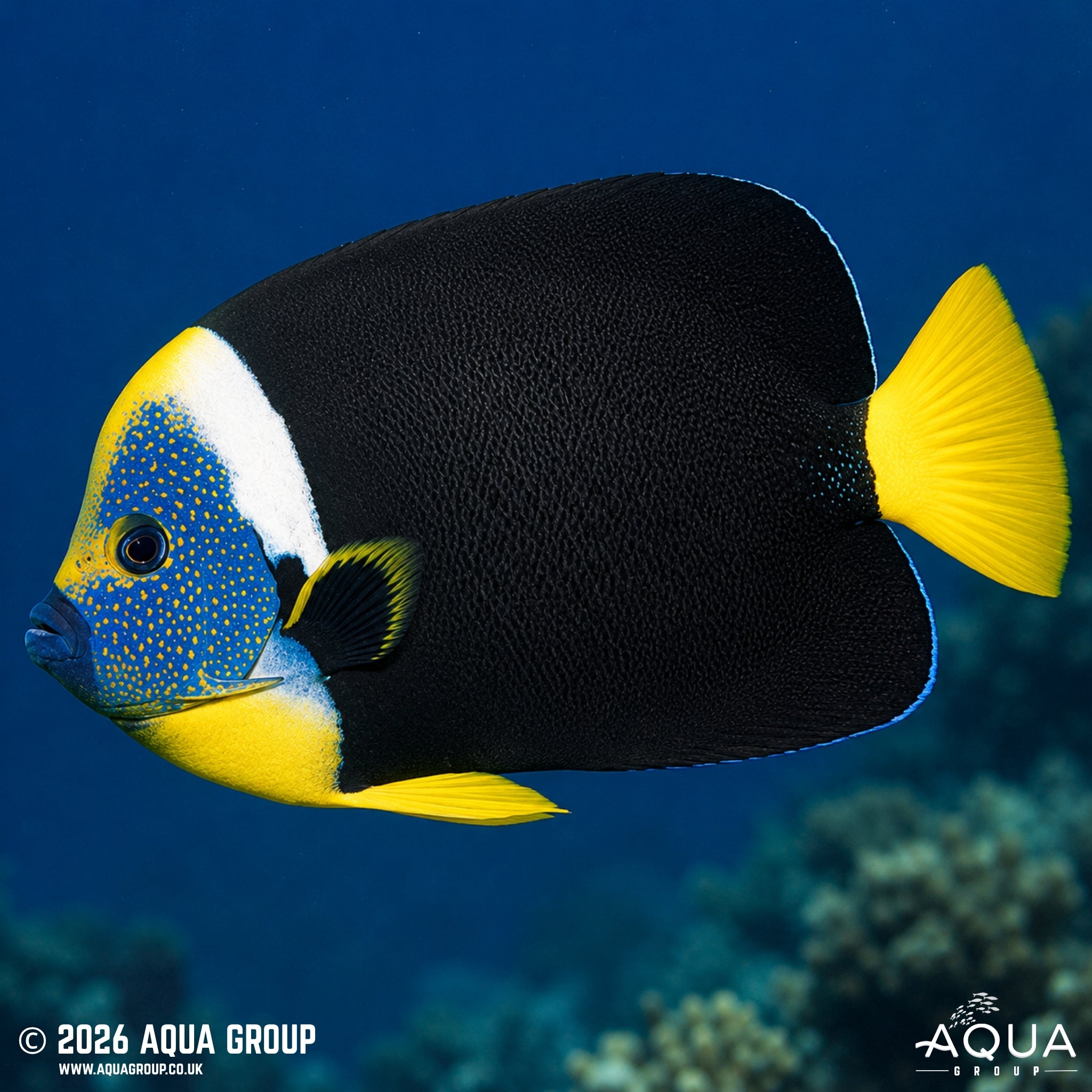 False Personifer Angelfish - Chaetodontoplus meredithi