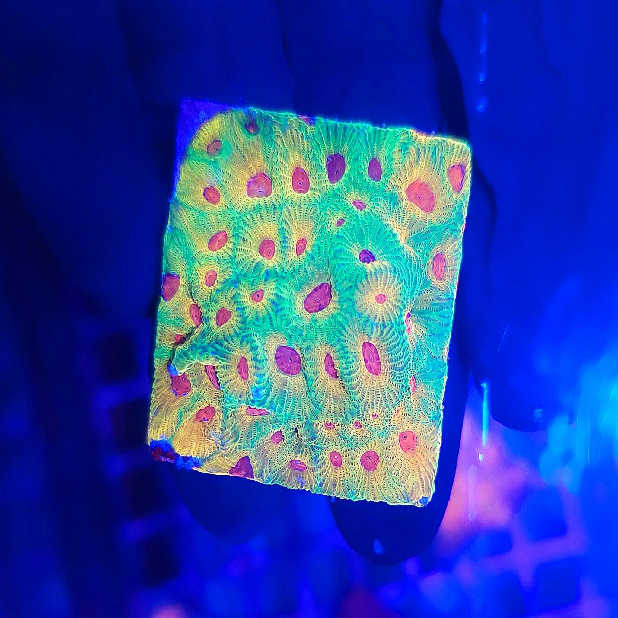 Fascination favia frag