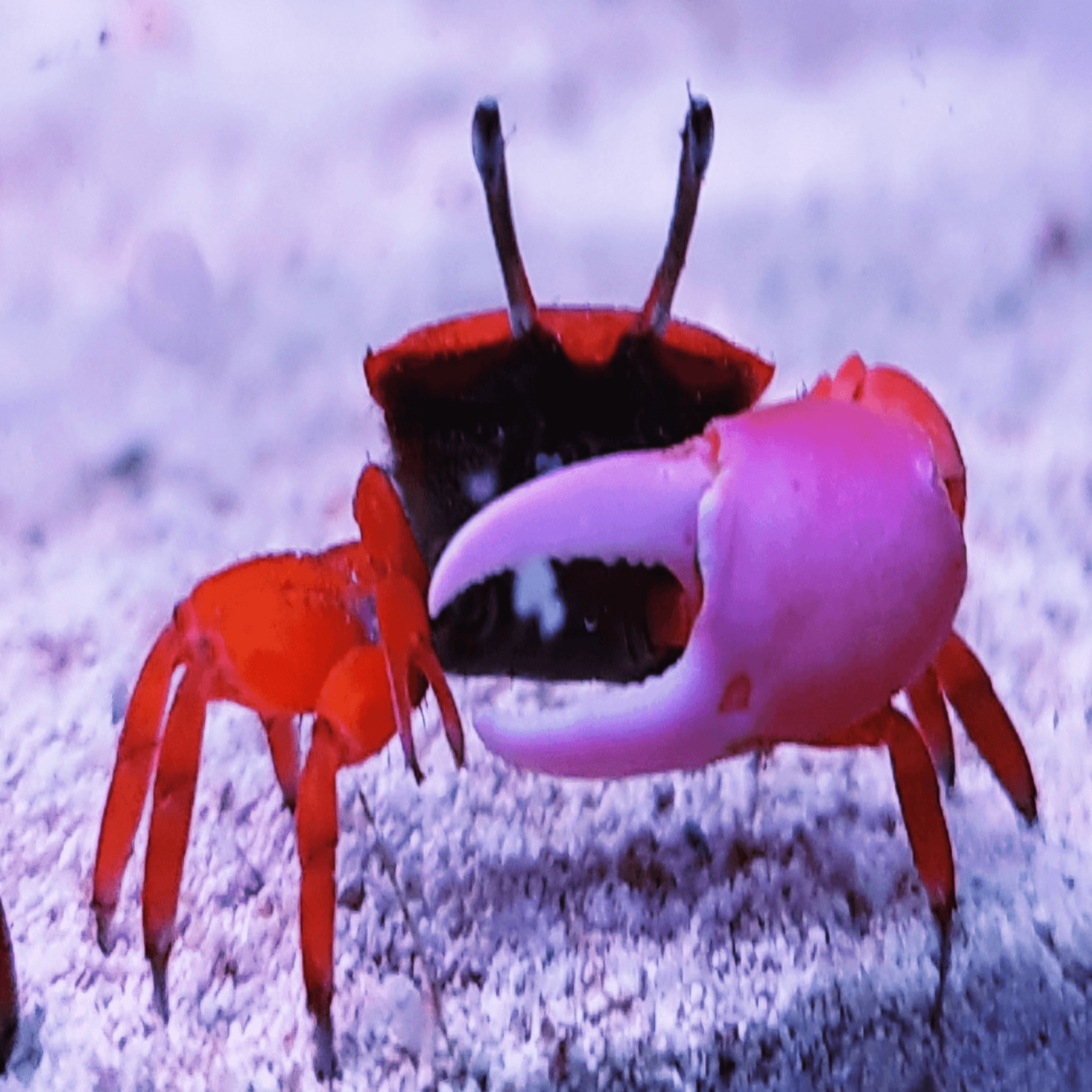 Fiddler Crab Red