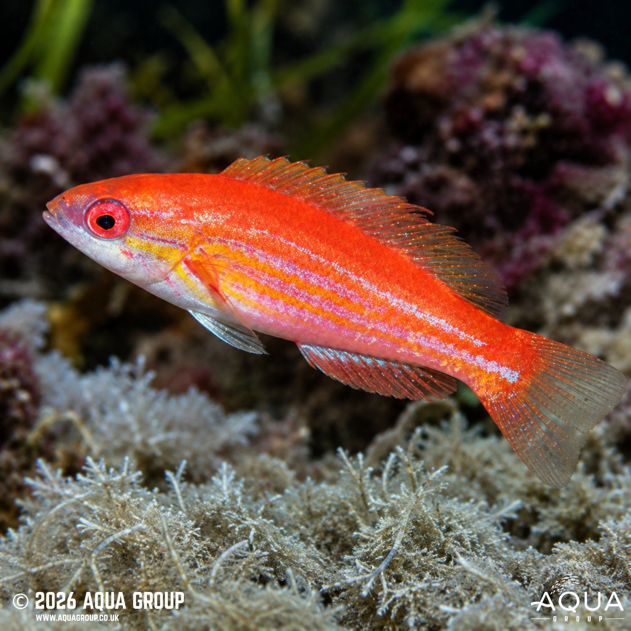 Filamentosus Flasher Wrasse - Paracheilinus filamentosus - Aqua Group