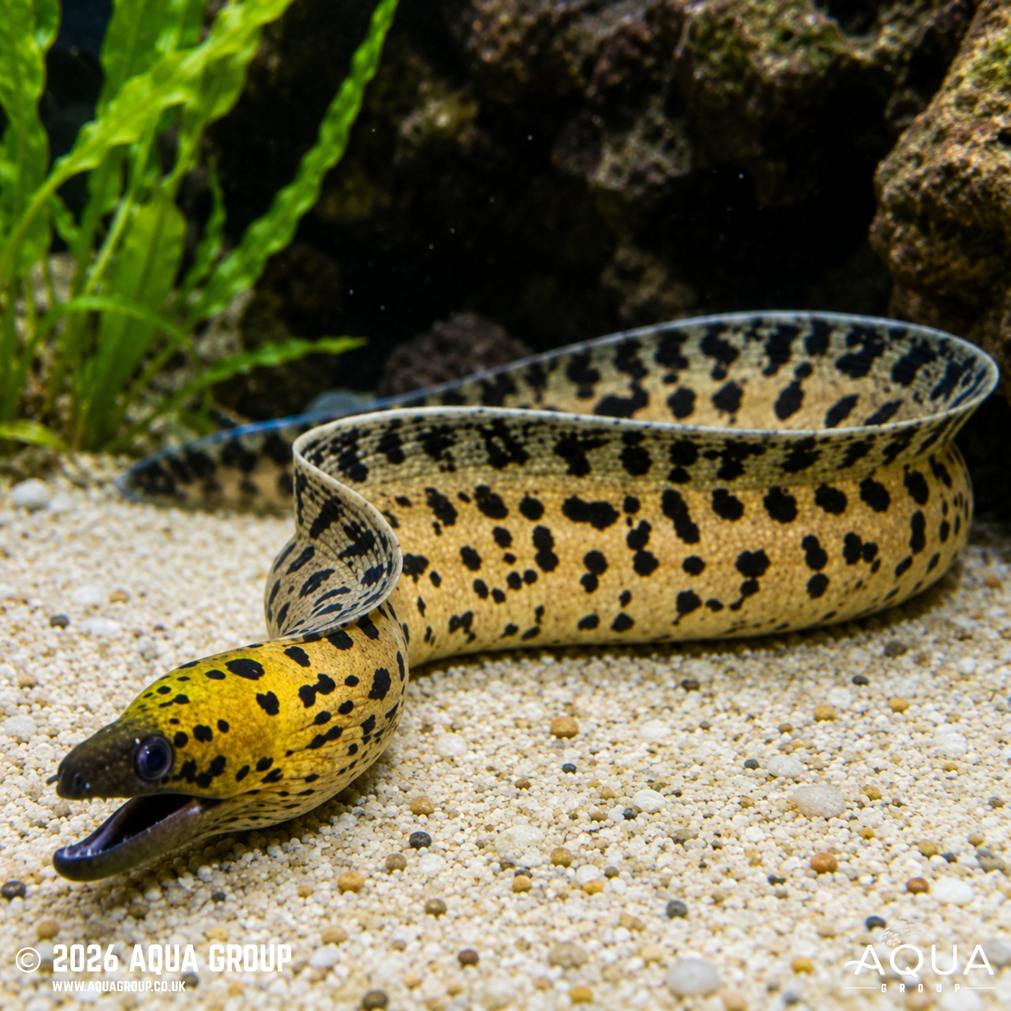Fimbriated Moray Eel - Gymnothorax fimbriatus