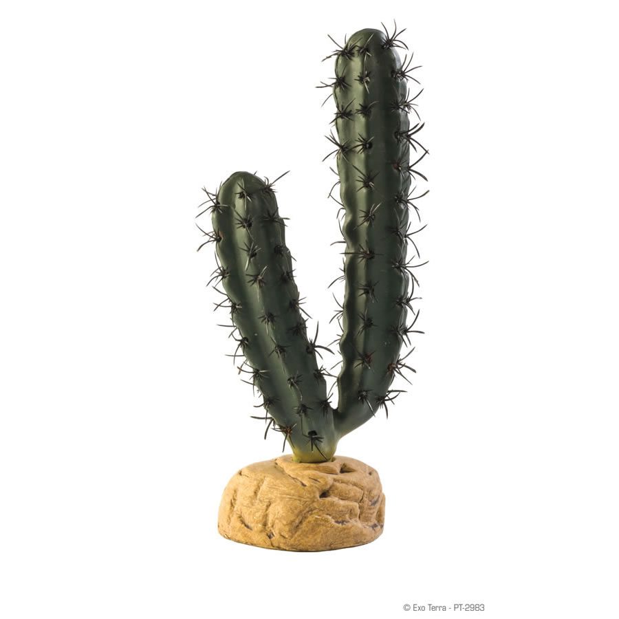 Finger Cactus