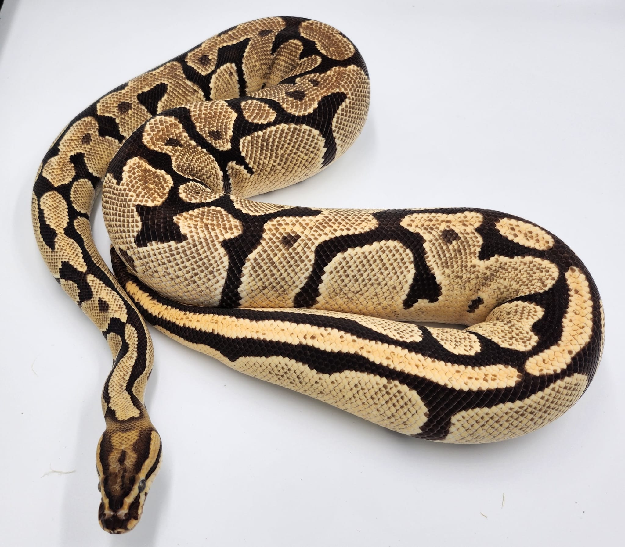 Fire Orange Dream Royal Python 2020 (Female)