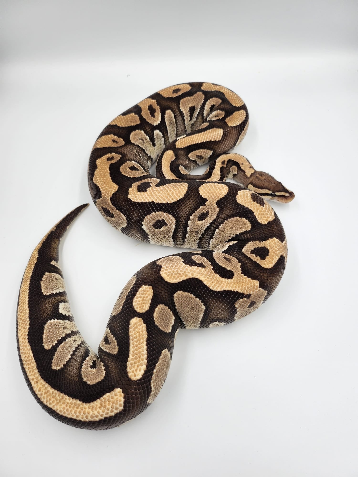 Fire Royal Python Adult (Female)