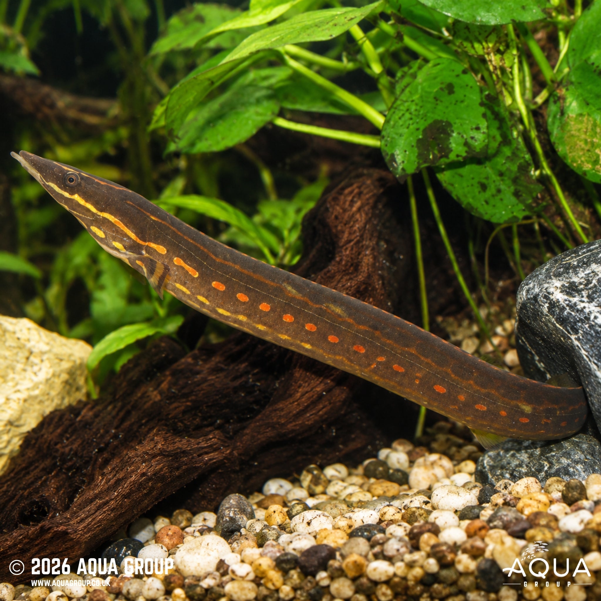 Fire Eel - Mastacembelus erythrotaenia