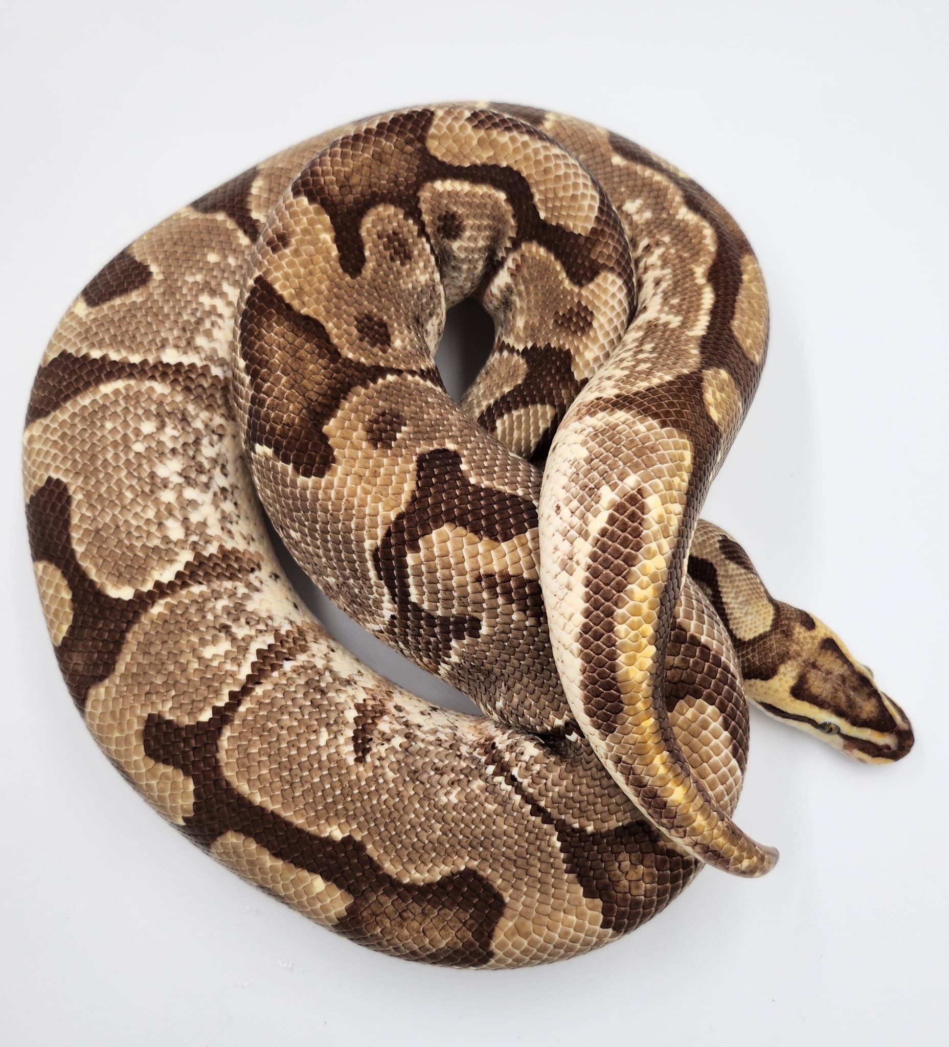 Fire Leopard Royal Python-Adult