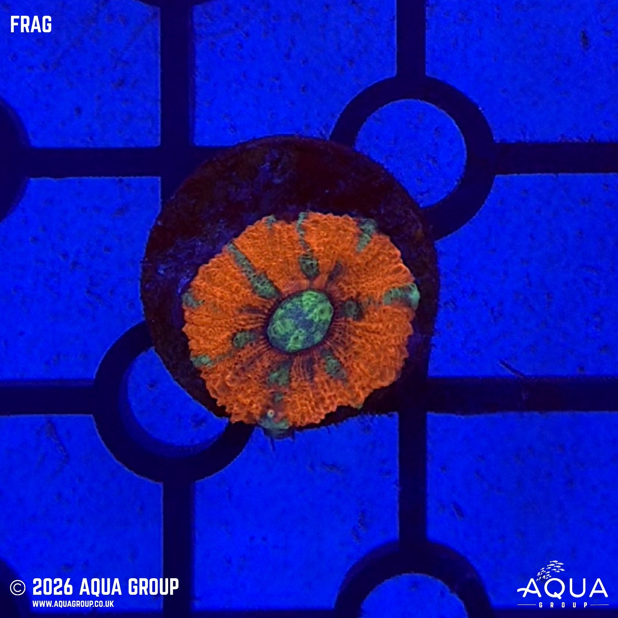 Fire and Ice Acan - Micromussa lordhowensis