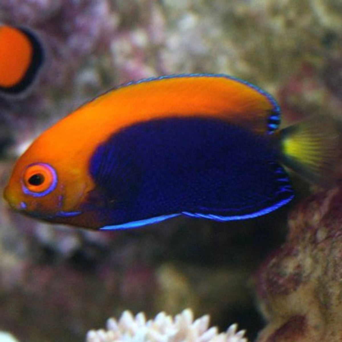 African Angel - Centropyge acanthops