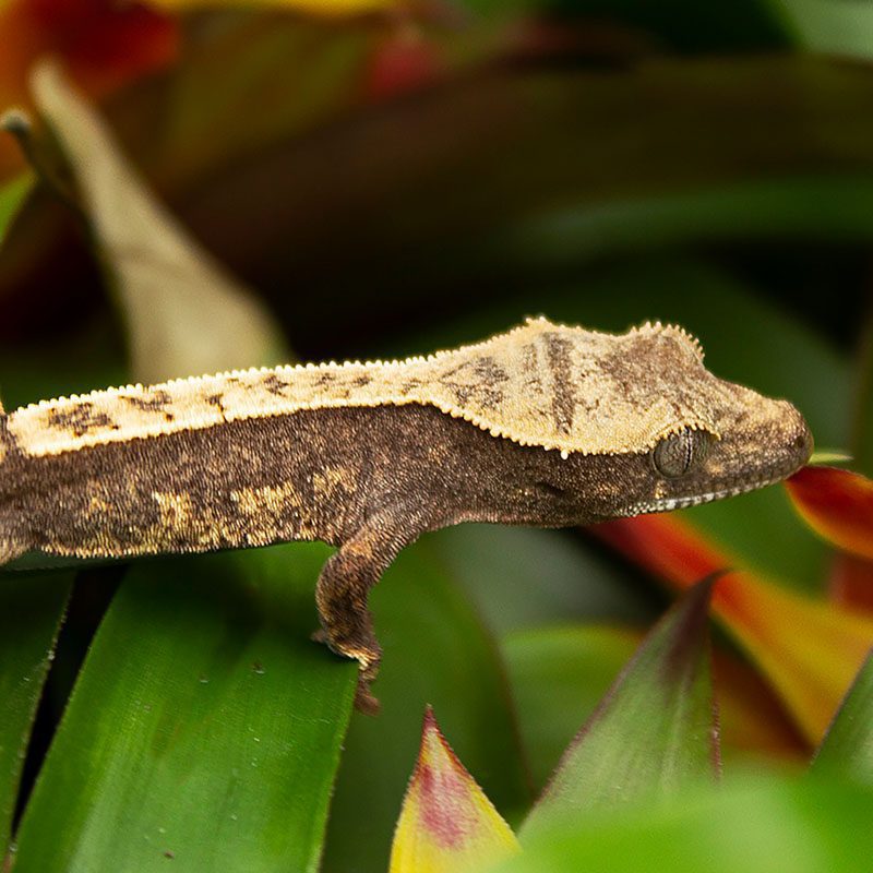 Flame Crested Gecko