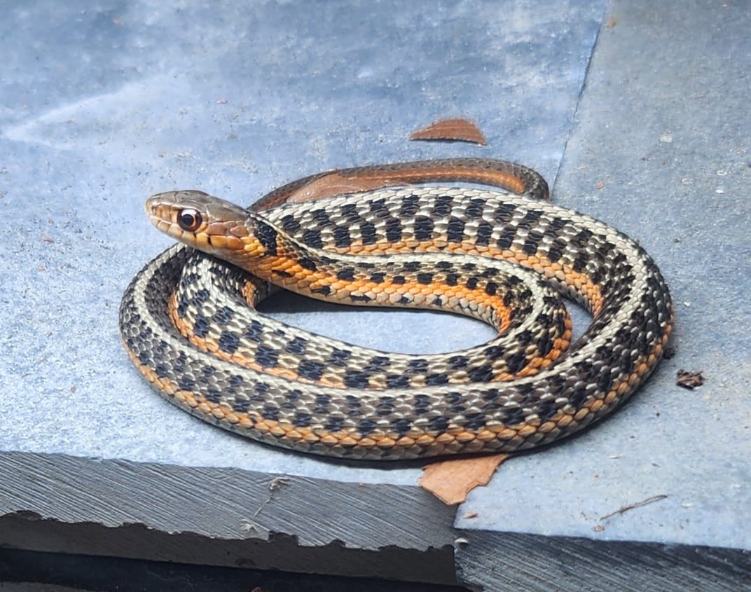 Flame Eastern Garter (T.Sirtalis)