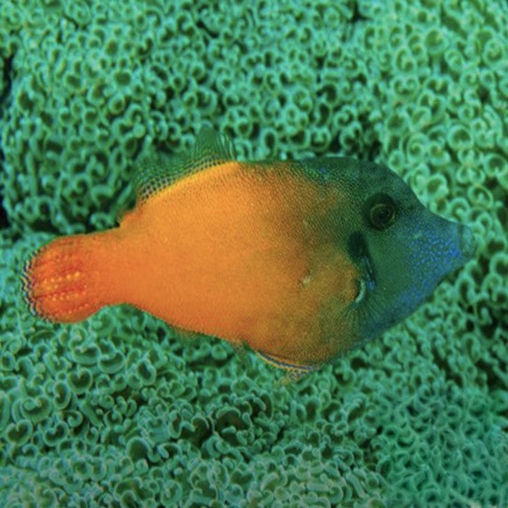 Filefish Flame Filefish