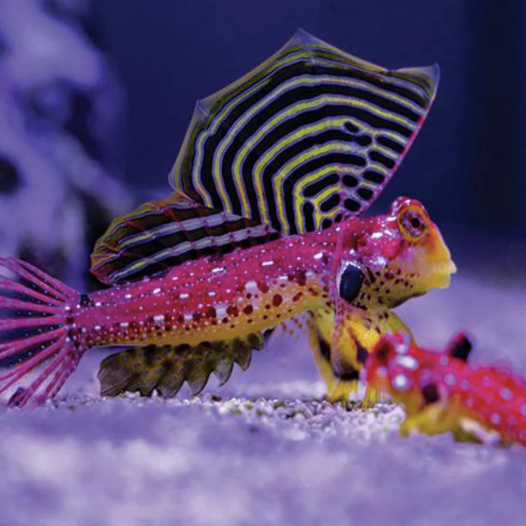 Flame Scooter Blenny