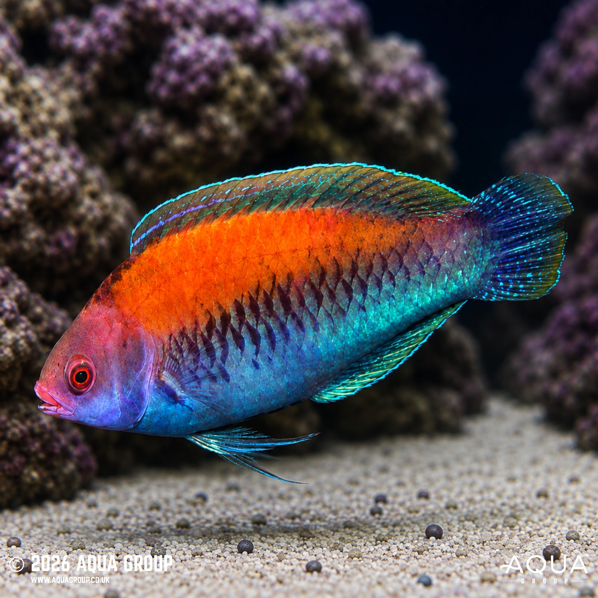 Flame Back Parrot Wrasse - Cirrhilabrus aurantidorsalis