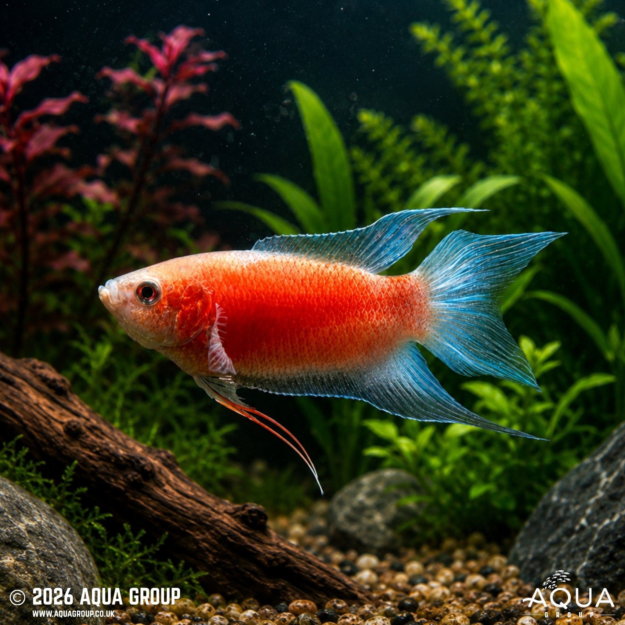 Flame Paradise Fish - Macropodus opercularis