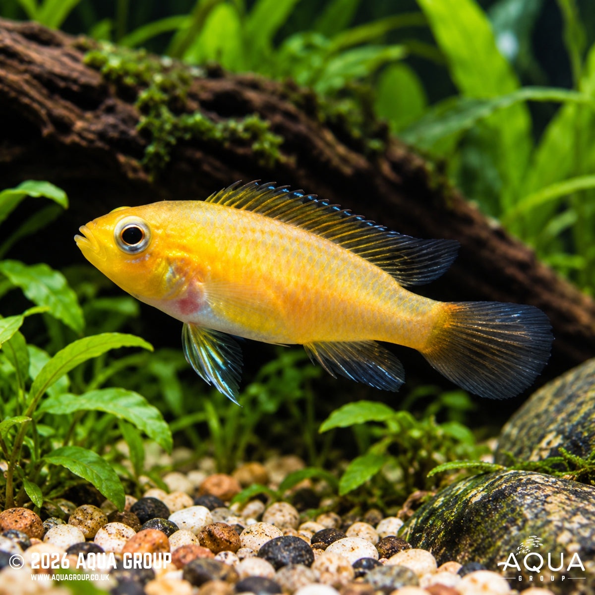 Flame Red Agassizii Dwarf Cichlid - Apistogramma agassizii