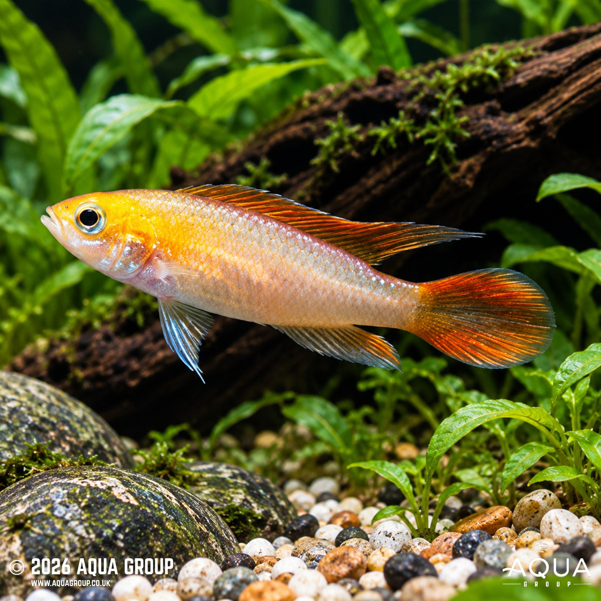 Flame Red Agassizii Dwarf Cichlid - Apistogramma agassizii