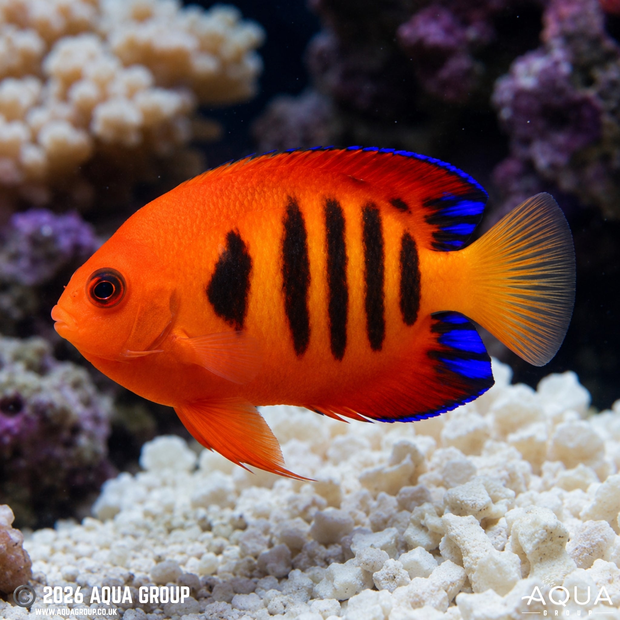 Flame Angel - Centropyge loriculus