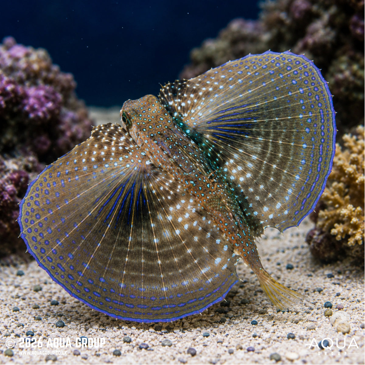 Flying Gurnard - Dactyloptena orientalis - Aqua Group