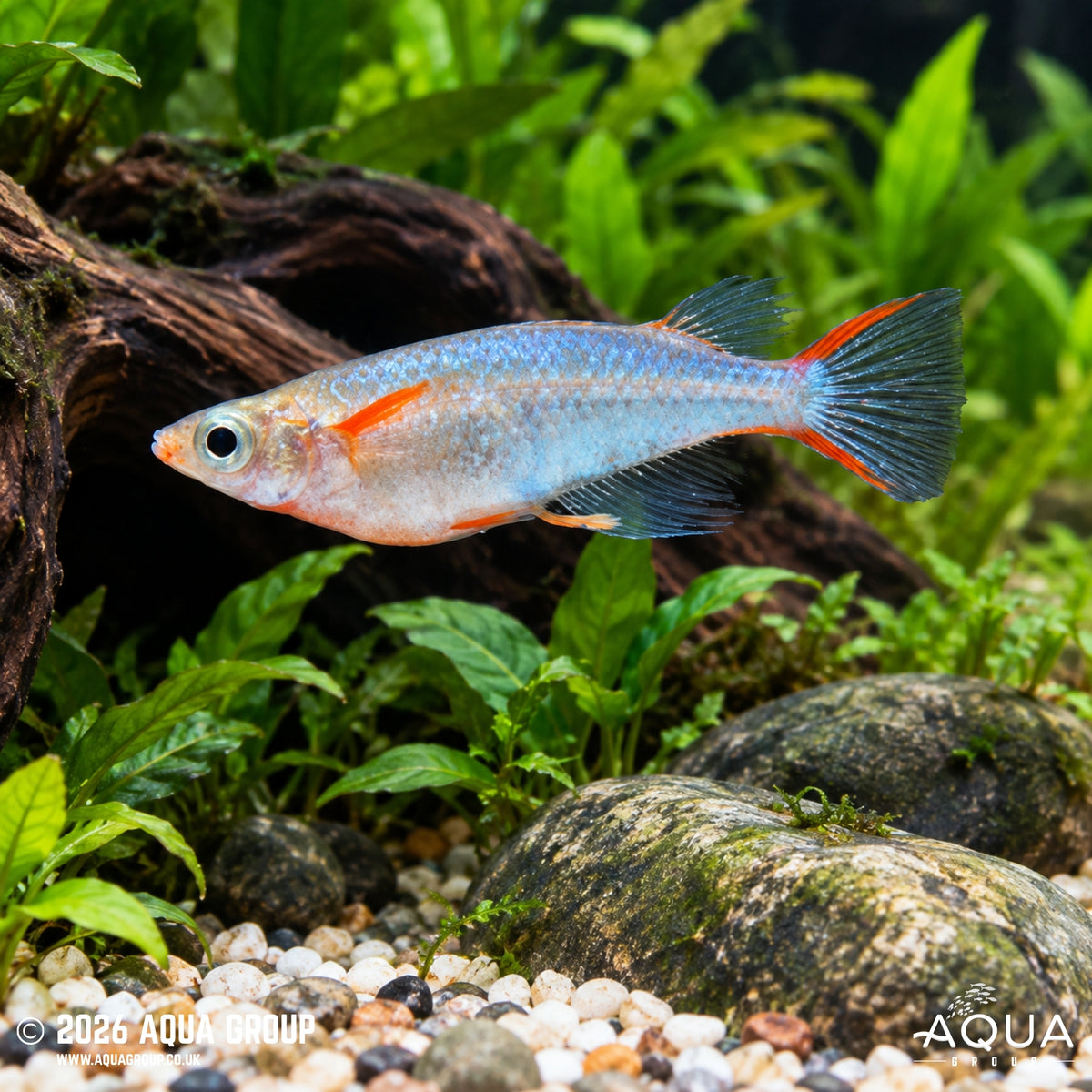 Fountain Blue Ricefish - Oryzias woworae