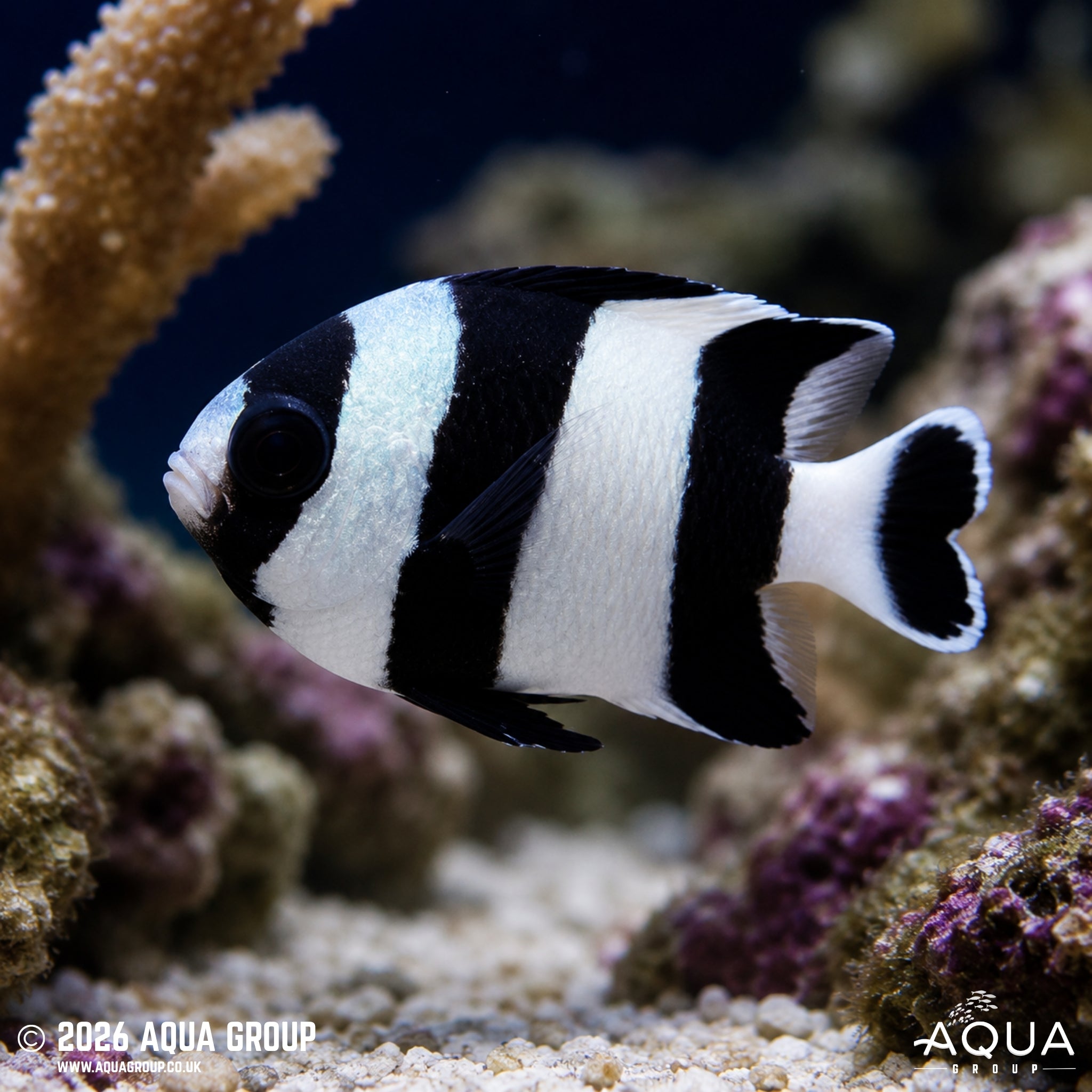 Four Stripe Damsel - Dascyllus melanurus