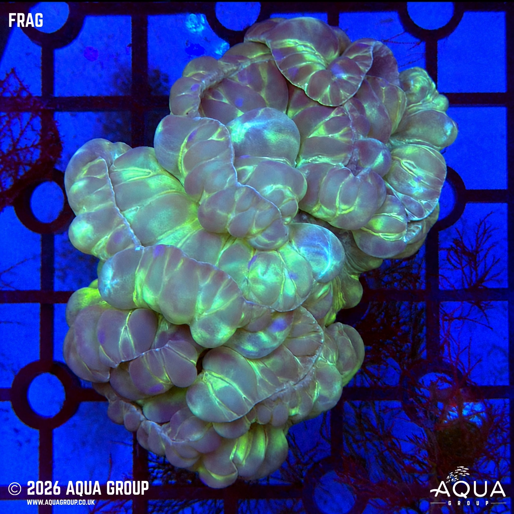 Fox Coral - Nemenzophyllia turbida