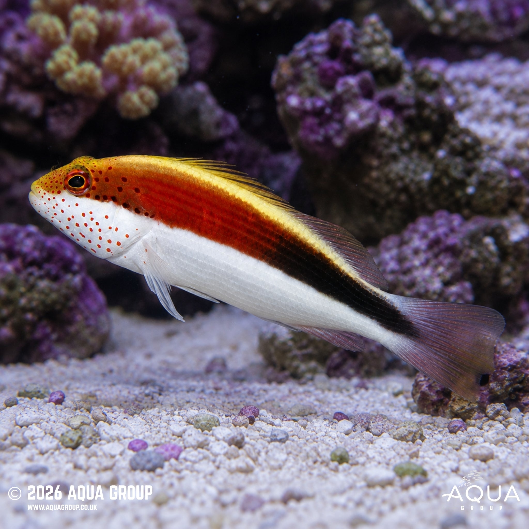 Freckled Hawkfish - Paracirrhites forsteri