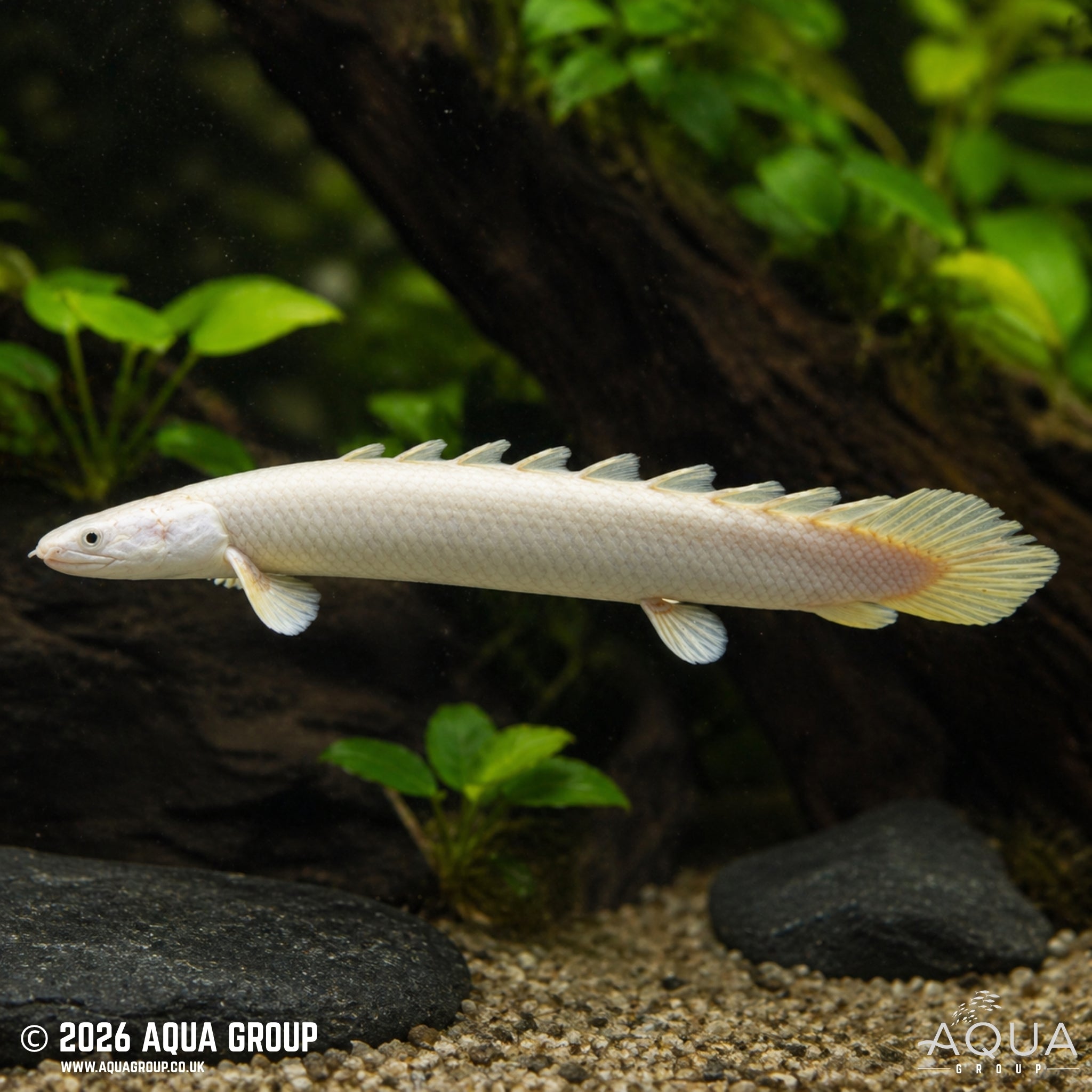 Senegal Bicher Leucistic - Polypterus senegalus