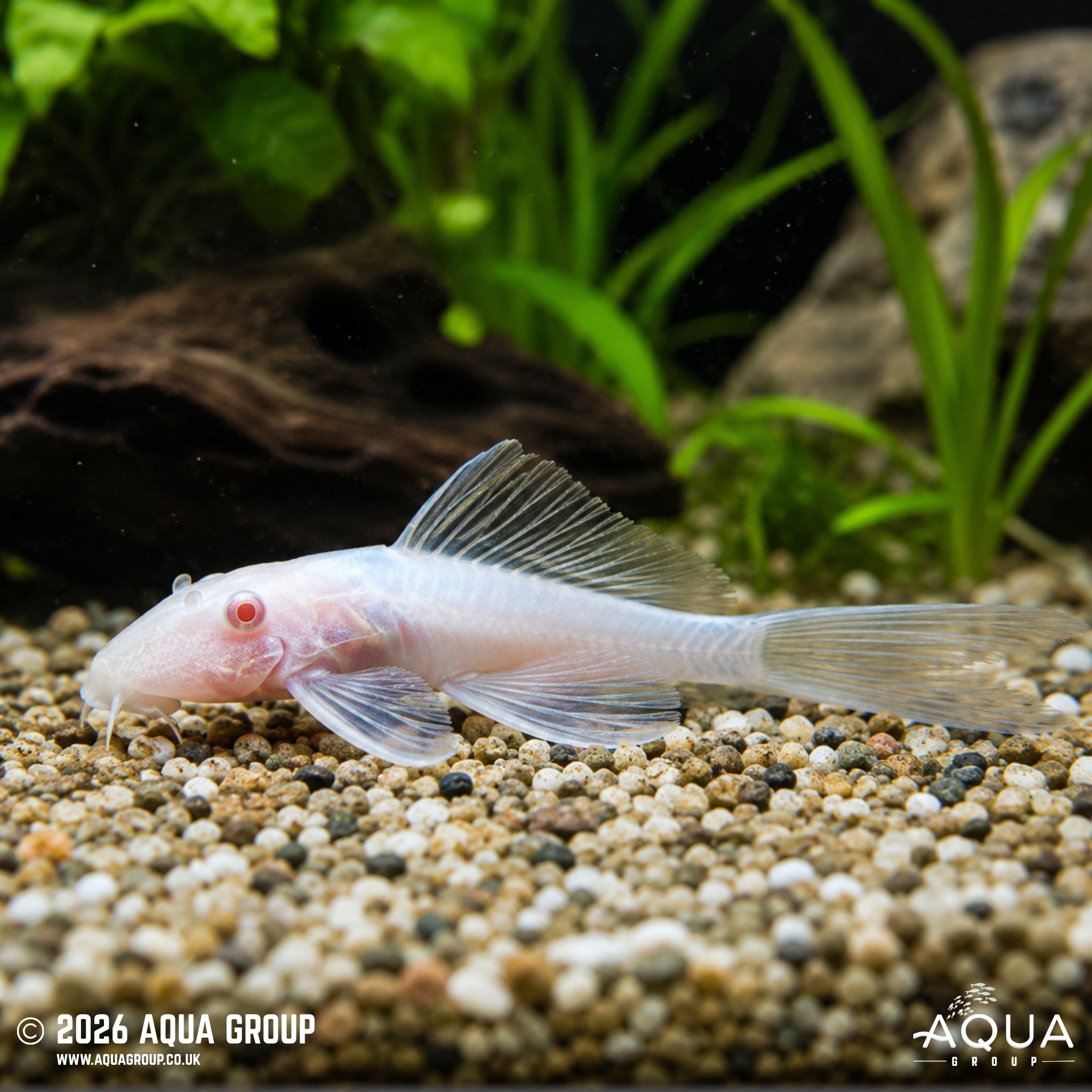 Snow White Longfin Bristlenose - Ancistrus cf cirrhosus