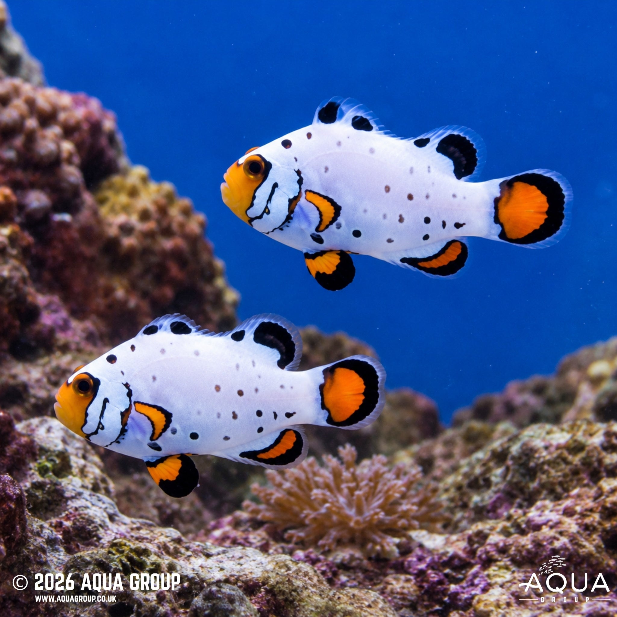 Frostbite Clownfish (Amphiprion ocellaris) - Aqua Group