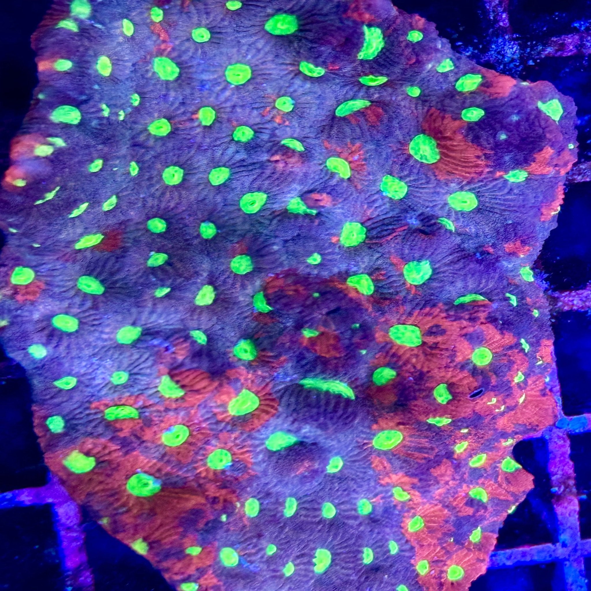 Fruity Aussie War Coral