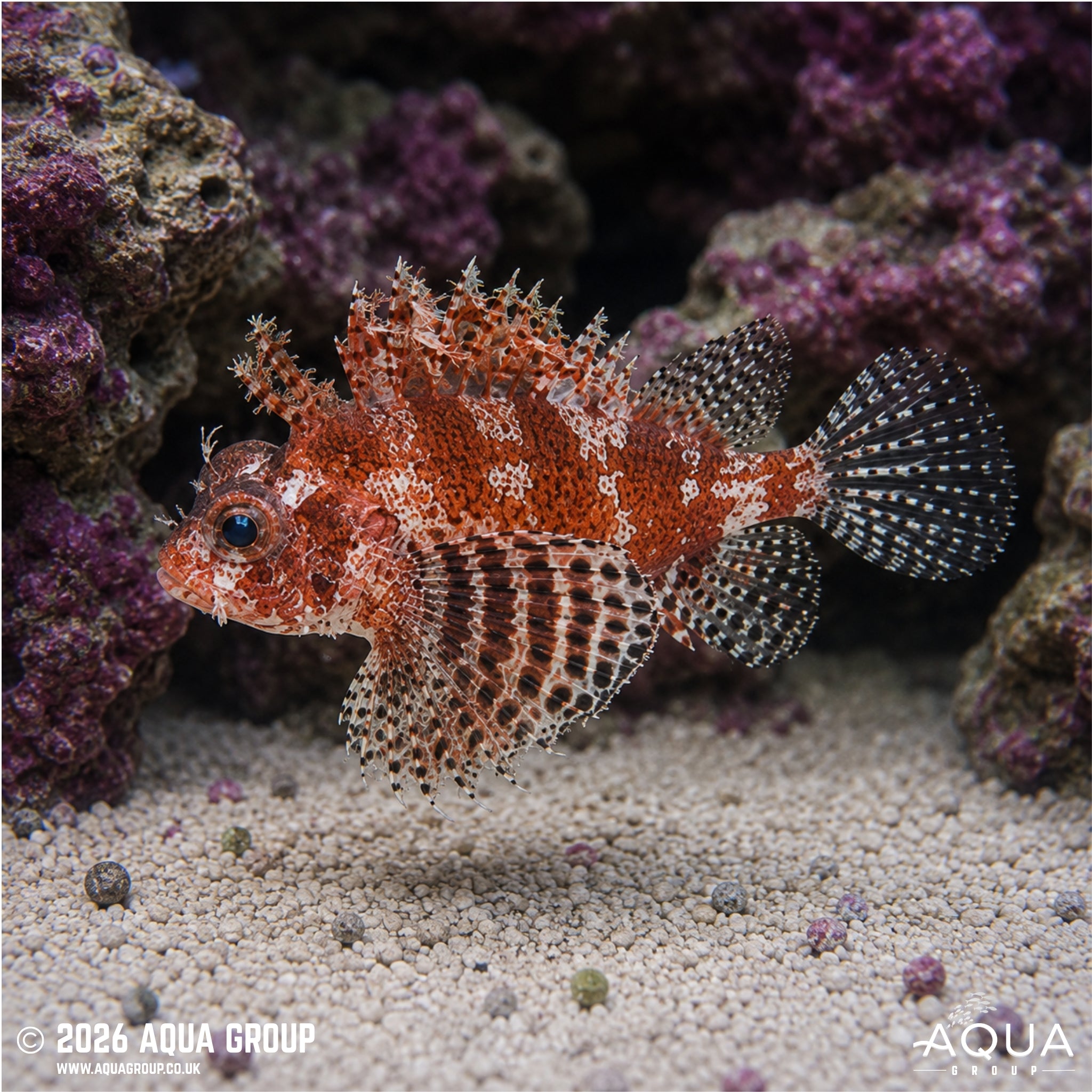Fuzzy Dwarf Lionfish - Dentrochirus brachypterus