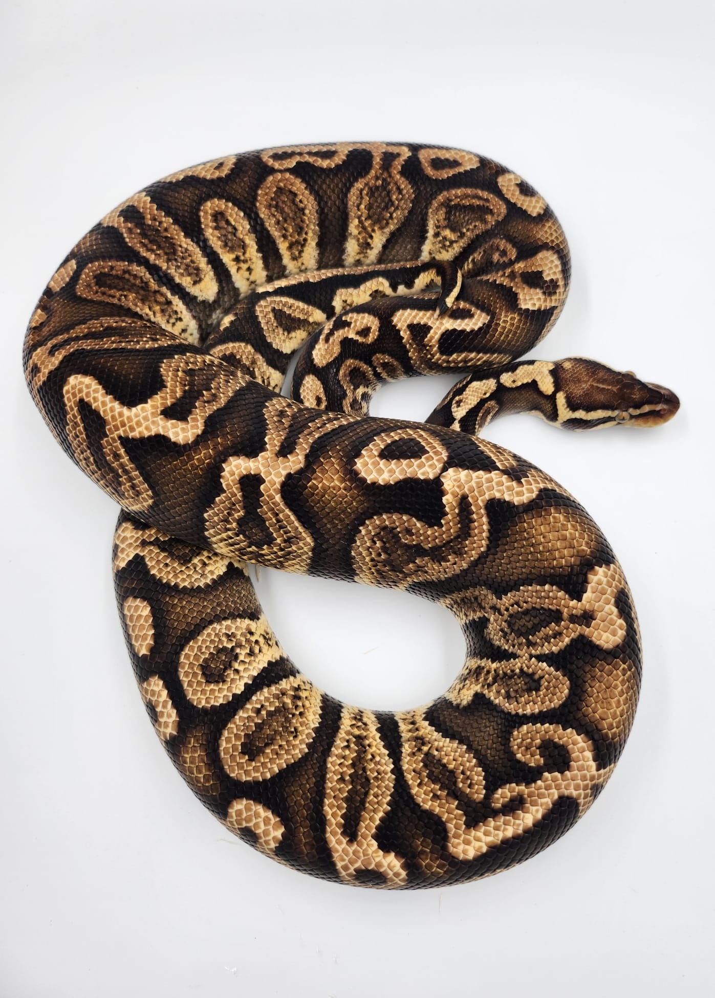 GHI Pastel Fire Royal Python-Adult