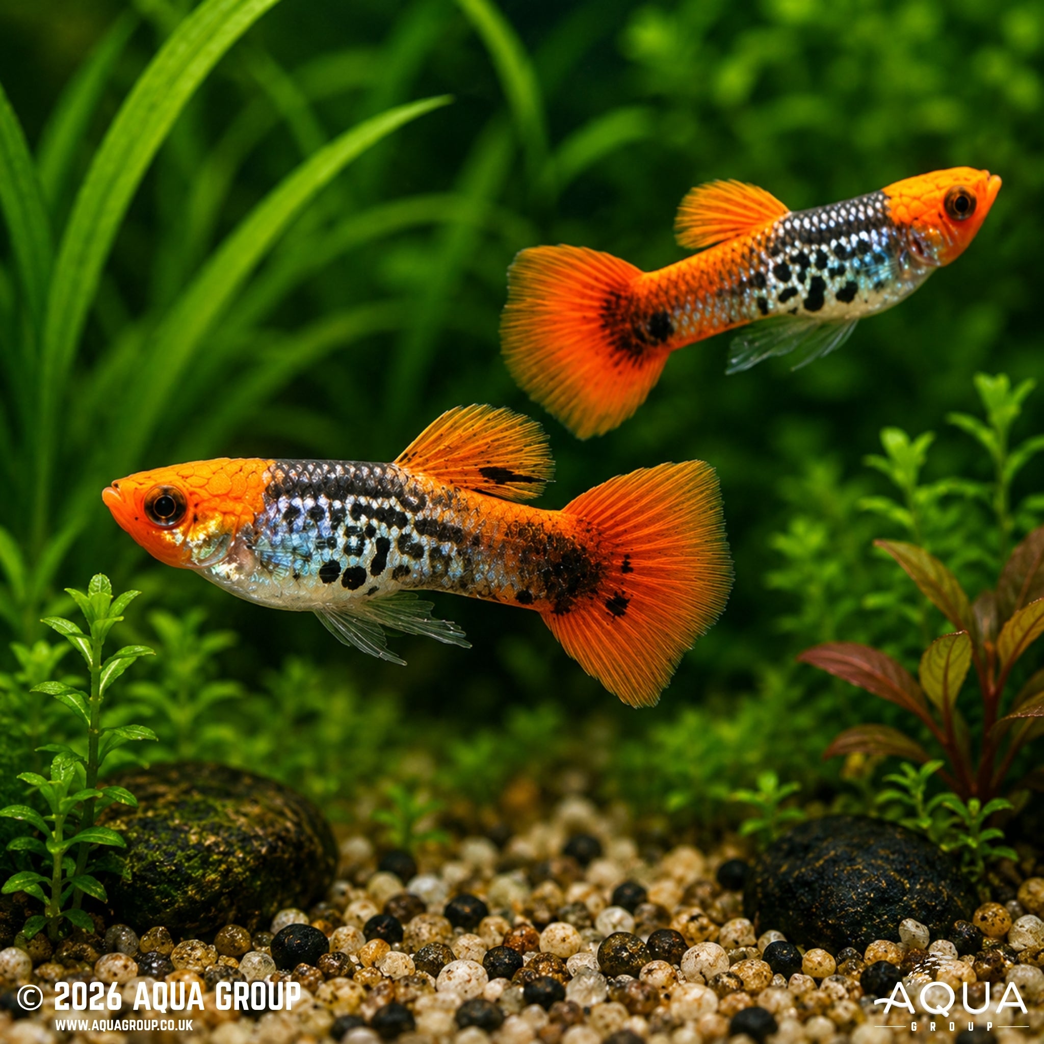 Galaxy Koi Guppy - Poecillia reticulata