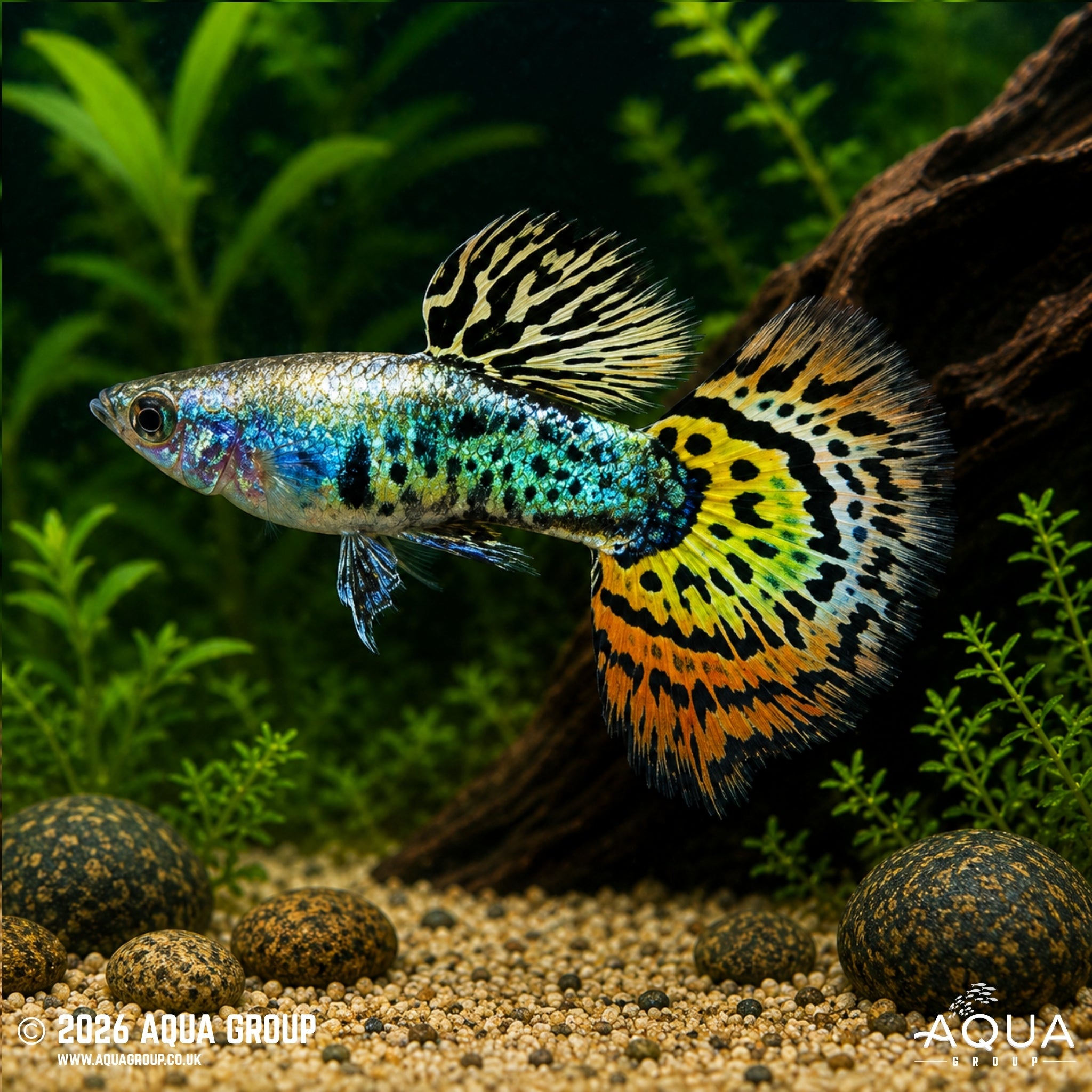 Galaxy Mosaic Guppy - Poecilia reticulata
