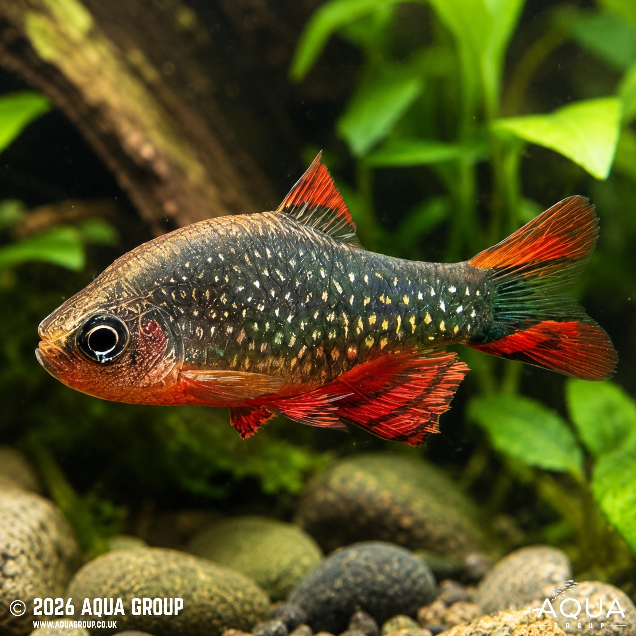 Galaxy Rasbora - Danio margaritatus