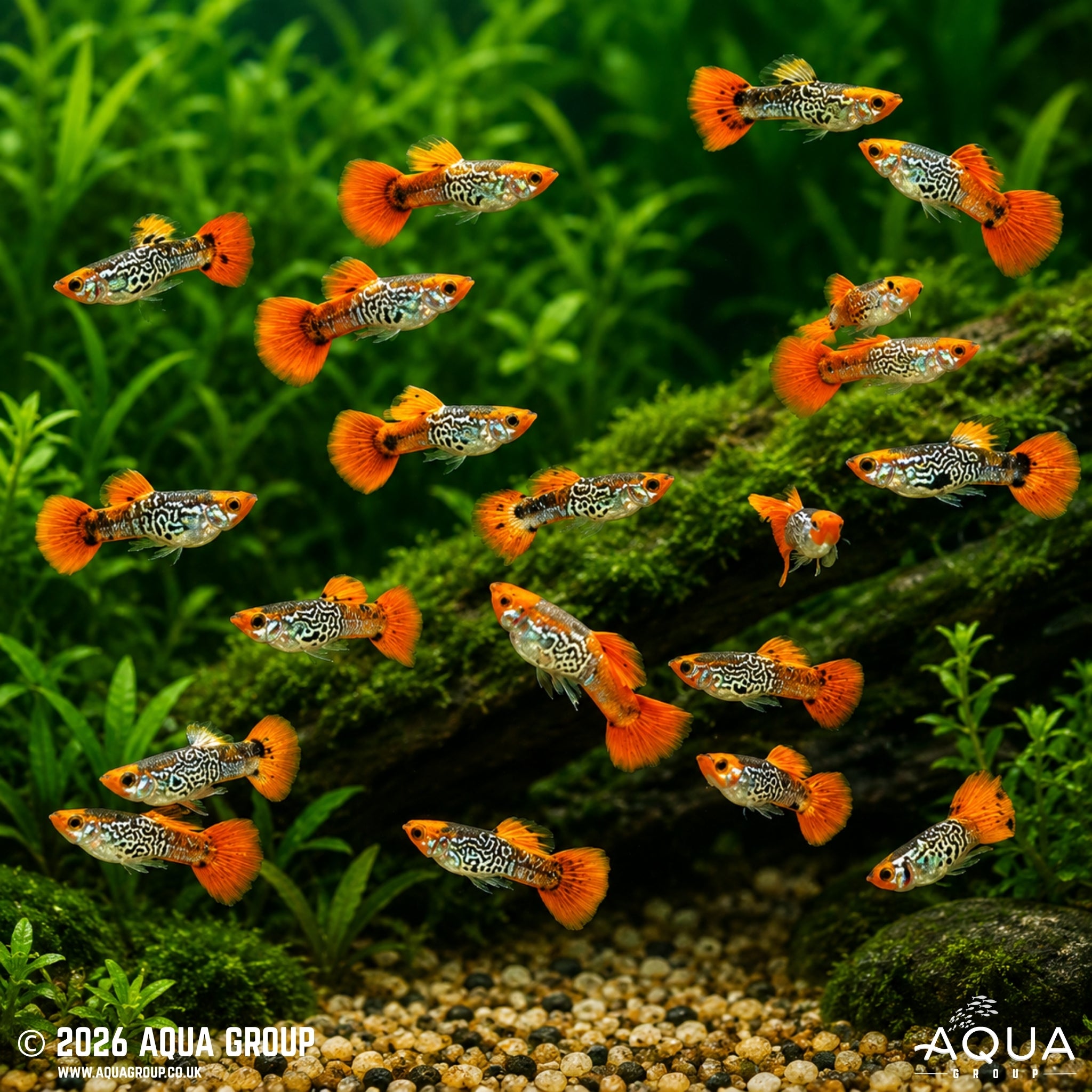 Galaxy Koi Guppy - Poecillia reticulata