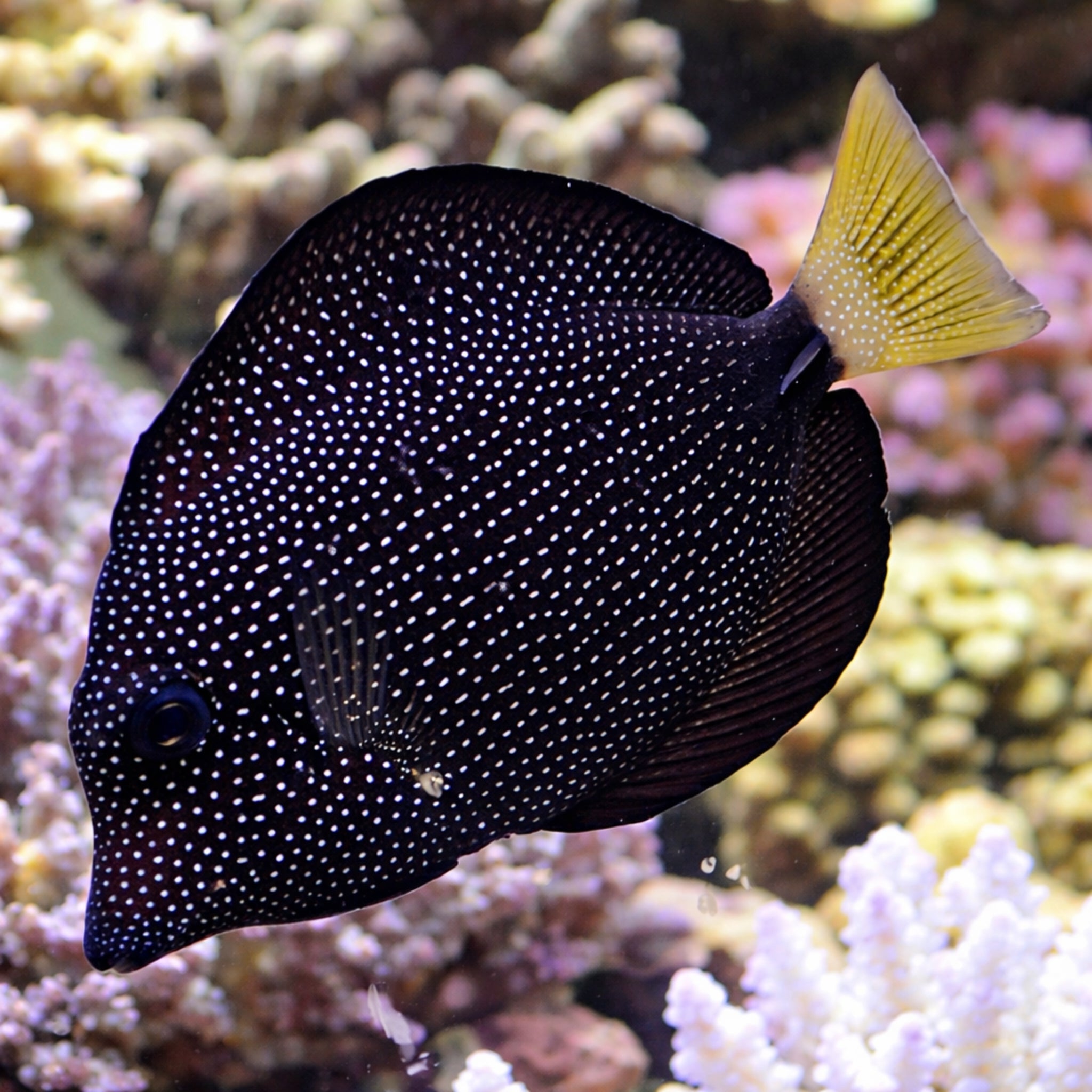 Gem Tang - Zebrasoma gemmatum - Aqua Group