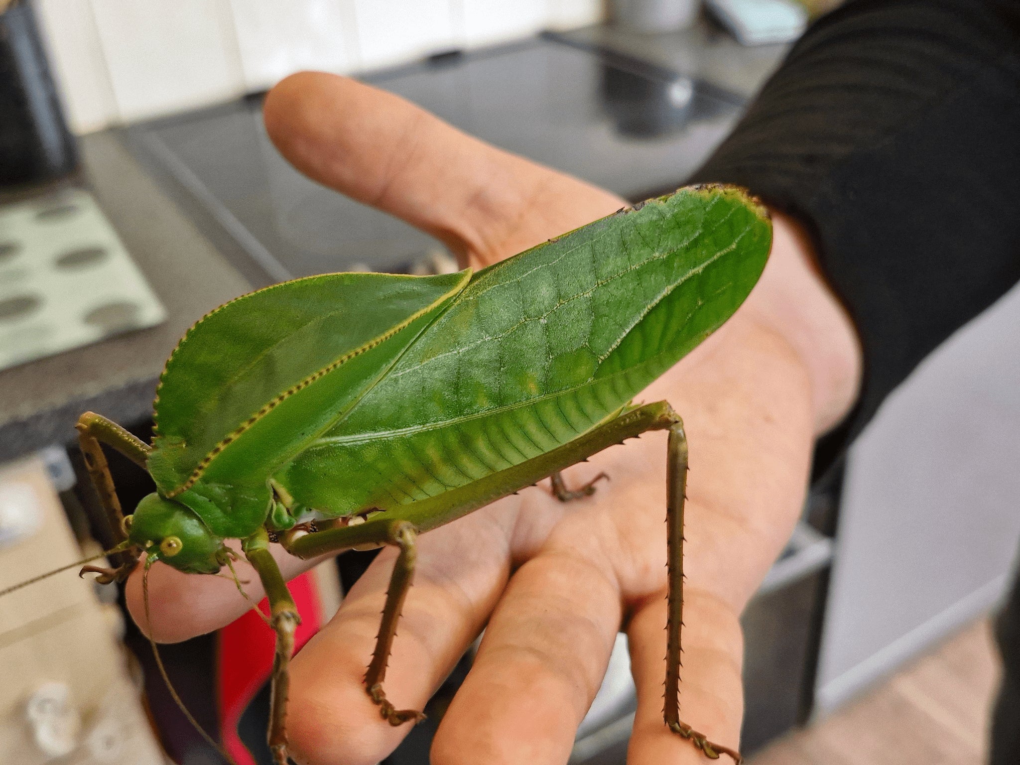 Giant Hooded Katydids Siliquofera Grandis