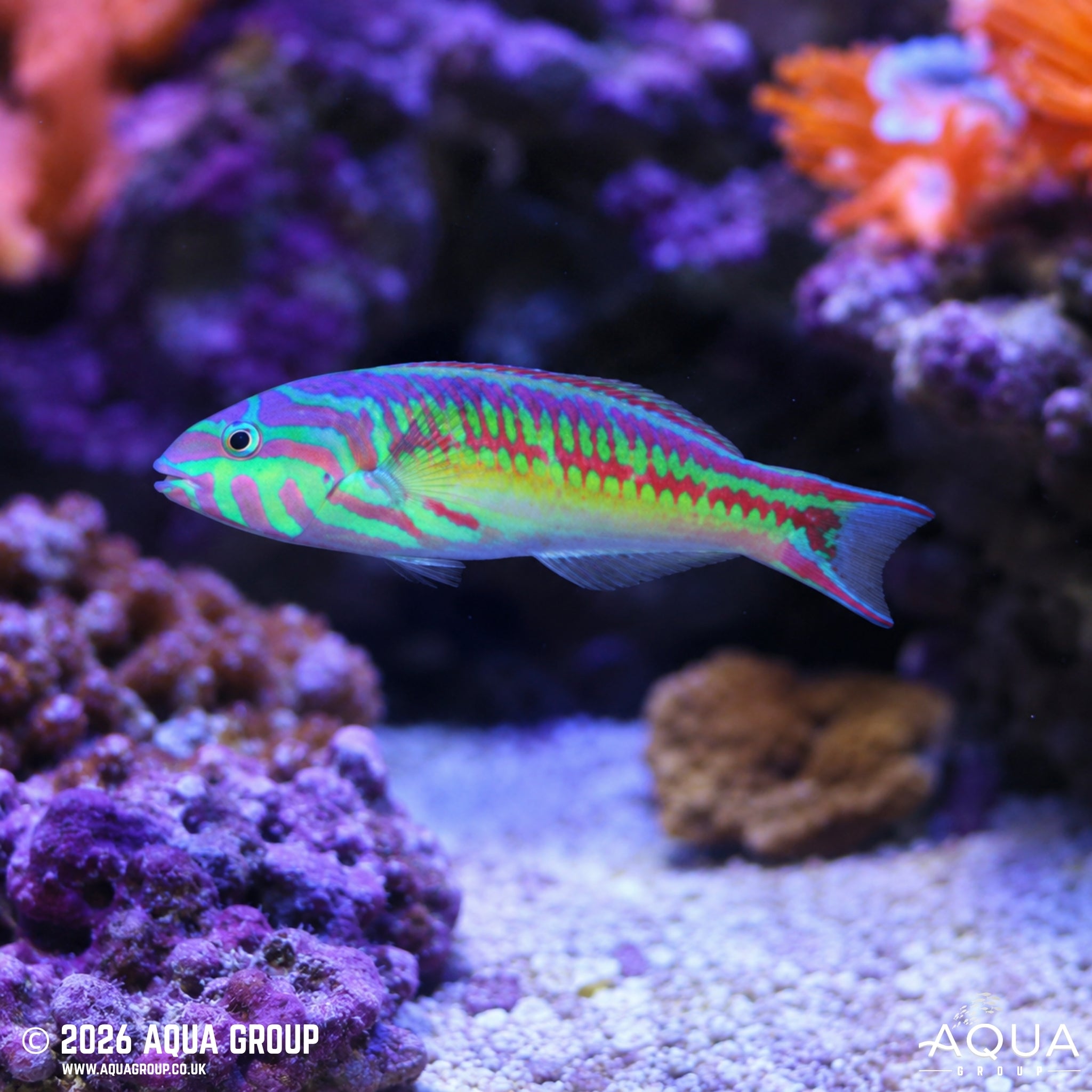 Glorious Wrasse - Thalassoma quinquevittatum