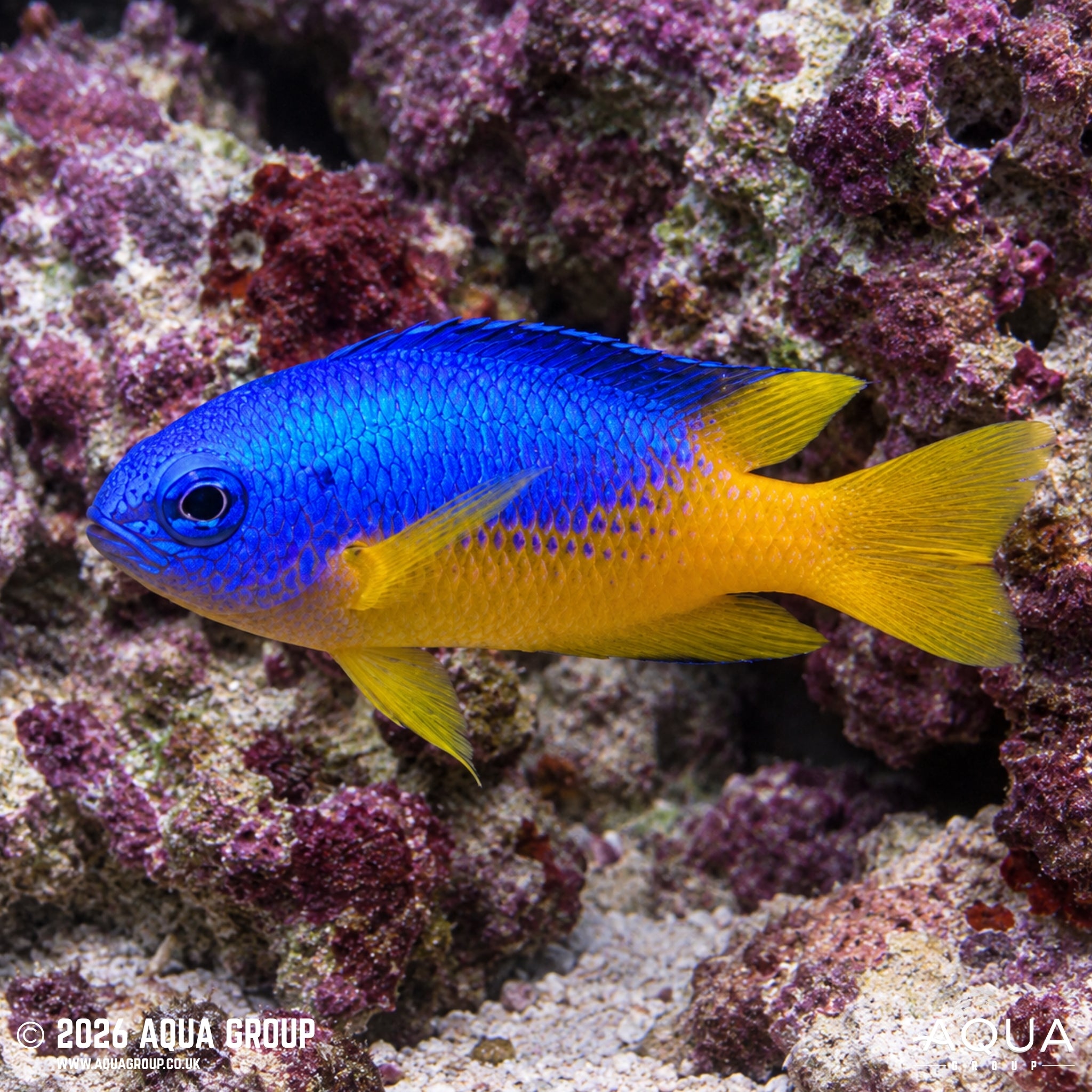 Gold Belly Damsel - Pomacentrus auriventris