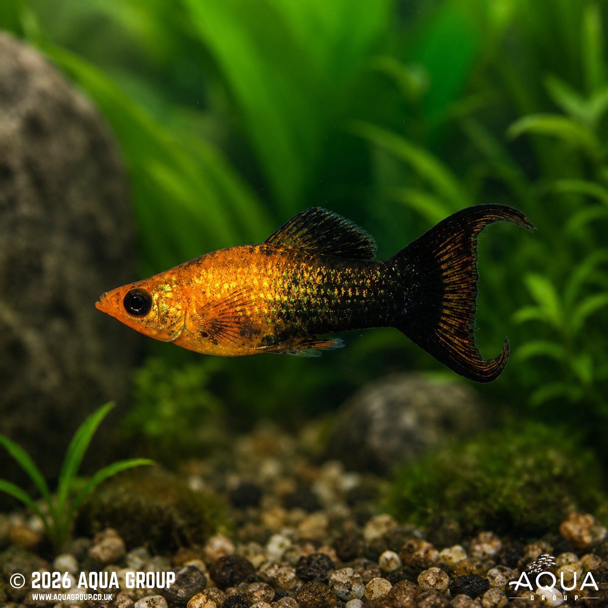 Gold Black Lyretail Molly - Poecilia latipinna