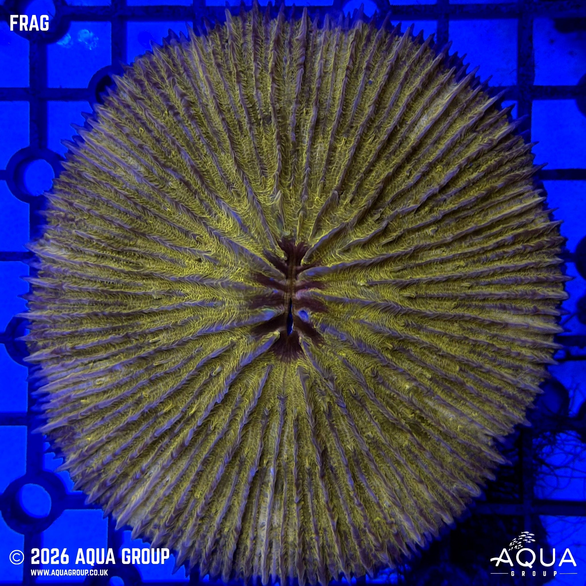 Gold Fungia #1 - WYSIWYG