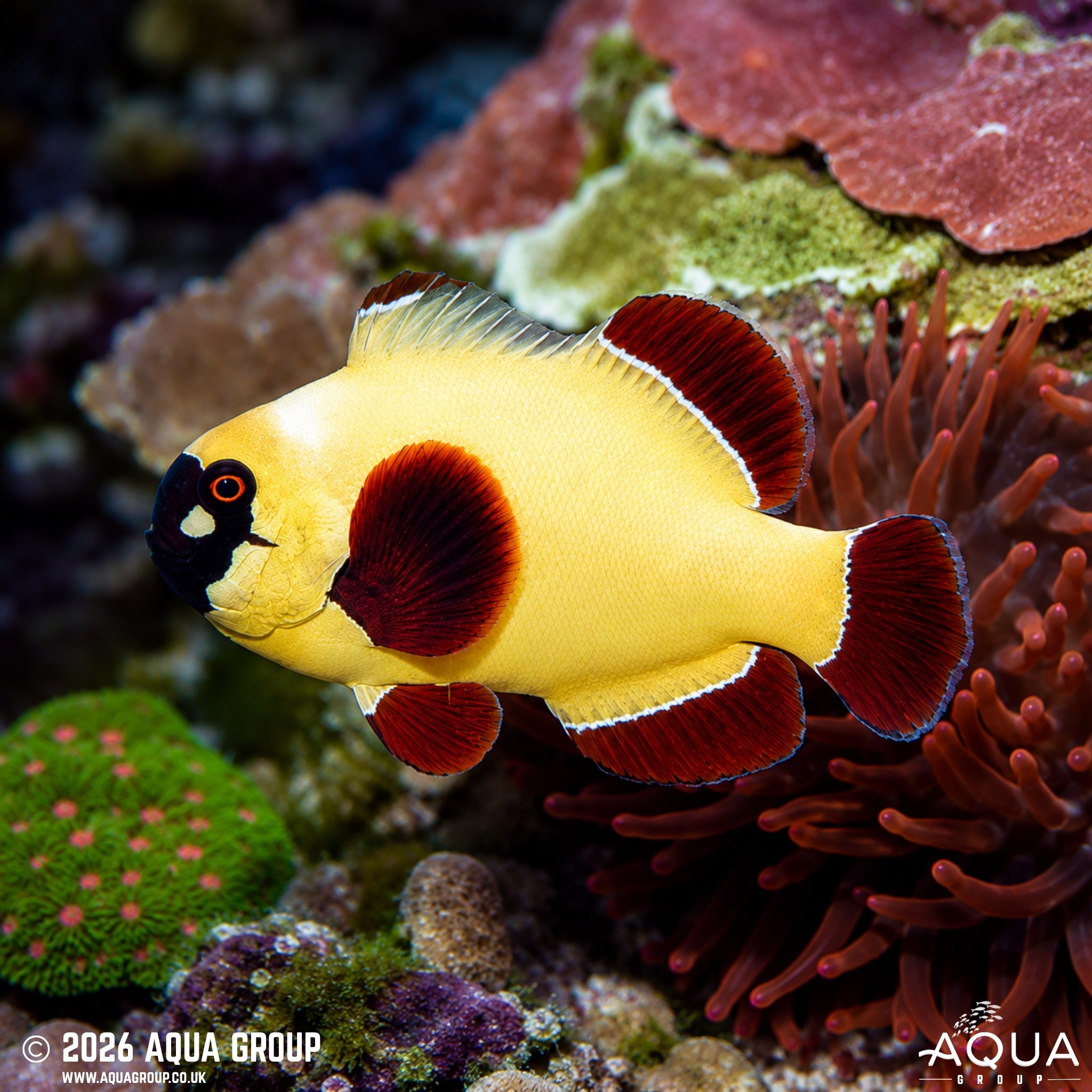 Gold Nugget Maroon Clownfish - Amphiprion biaculeatus