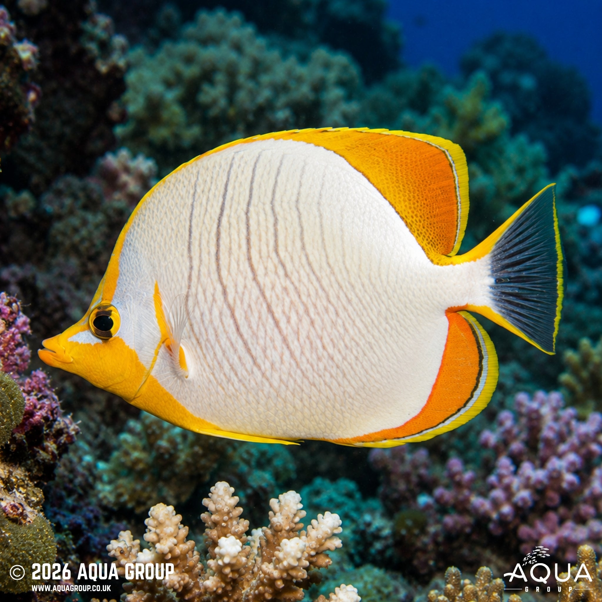Gold Rim Butterflyfish - Chaetodon xanthocephalus
