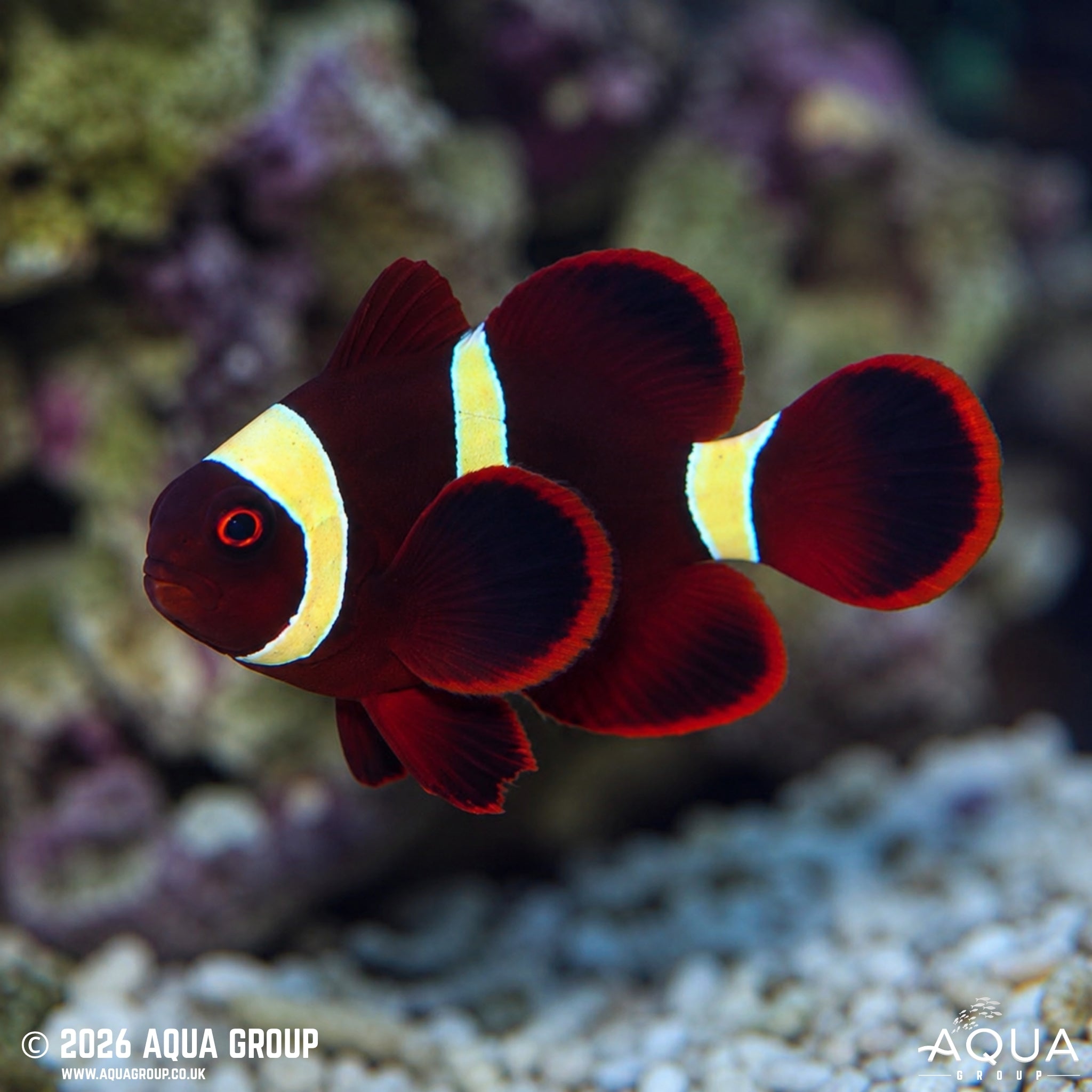 Gold Stripe Maroon Clownfish - Premnas biaculeatus - Aqua Group