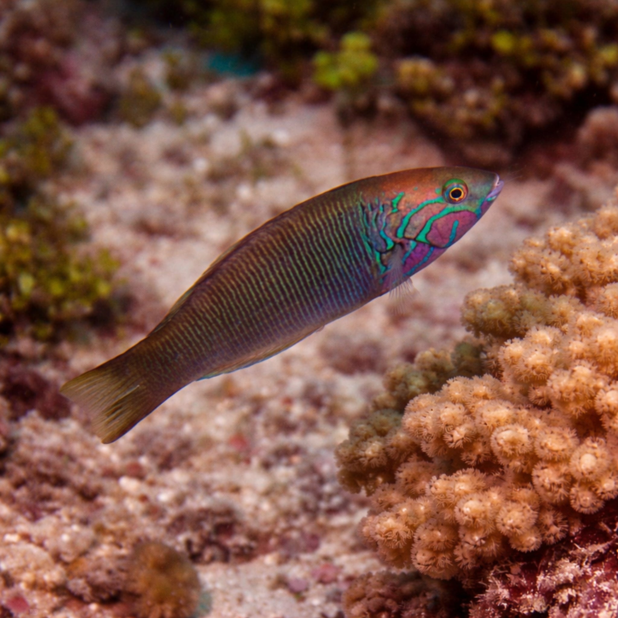 Goldbar Wrasse - Thalassoma hebraicum