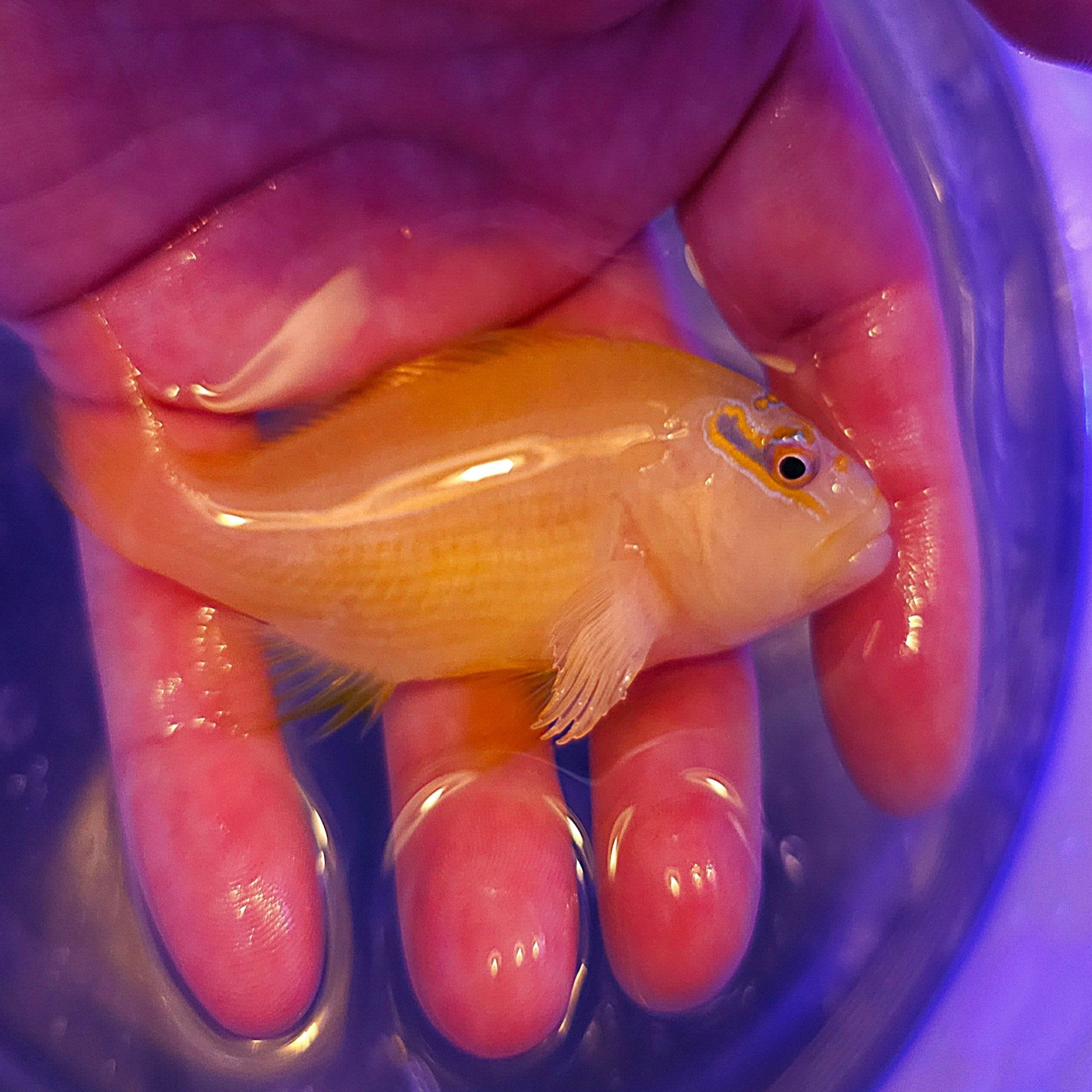 Golden Arc Eye Hawkfish