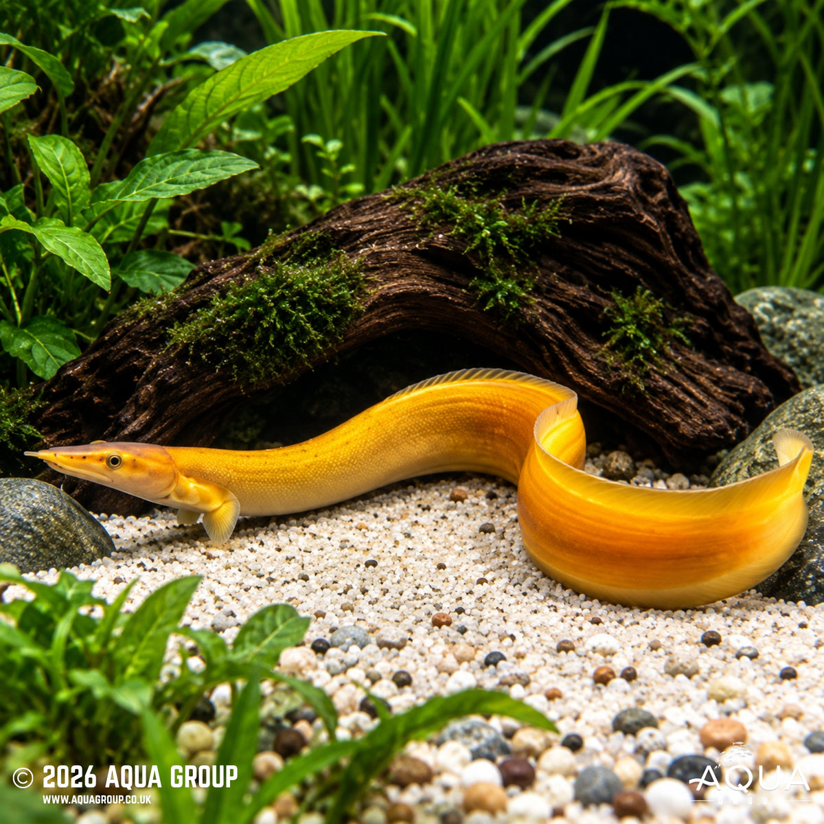Golden Fire Eel - Mastacembelus erythrotaenia